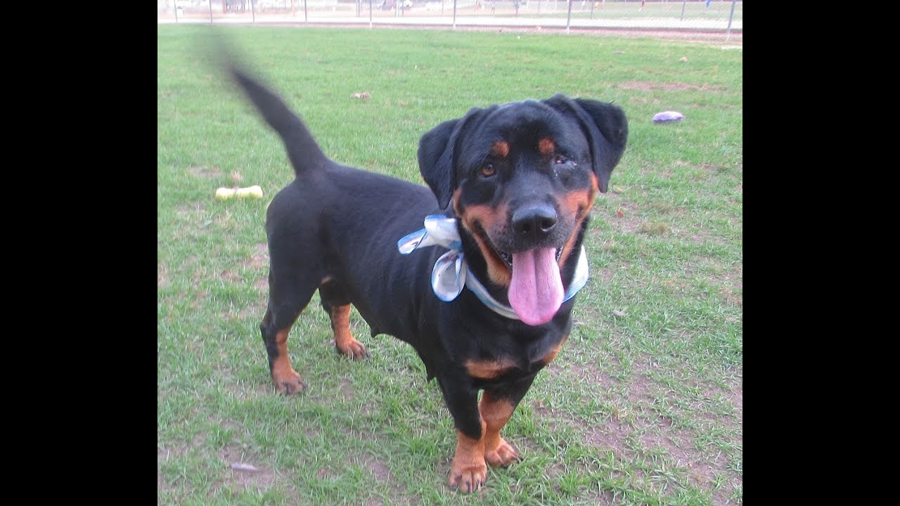 hound and rottweiler mix