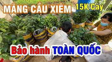 0363.119.546 Cây giống mãng cầu xiêm 15k bảo hành toàn quốc