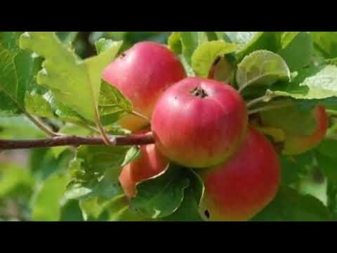 Video: Npua puas noj tau txiv apple?