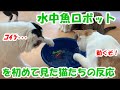 猫式おすすめ猫おもちゃ～水中魚ロボット～