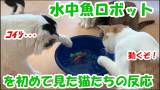 猫式おすすめ猫おもちゃ～水中魚ロボット～