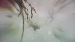 In The Branches - Hidden Beauty (February)