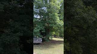 Cicada Serenade IV May 2024