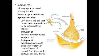 Chapter 12 The Nervous System and Nervous Tissue D