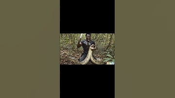 Man vs. Giant Anaconda: Unbelievable Real Fight in the Amazon Jungle! 🐍 | ai generated video #shorts