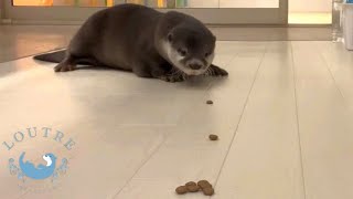 Otter Bob Lured by Bait