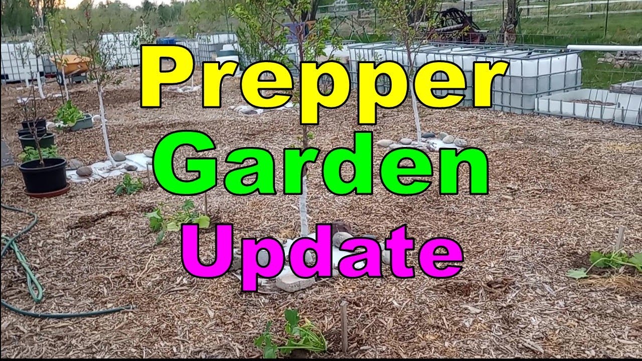 No. 468 – Prepper Garden Update  