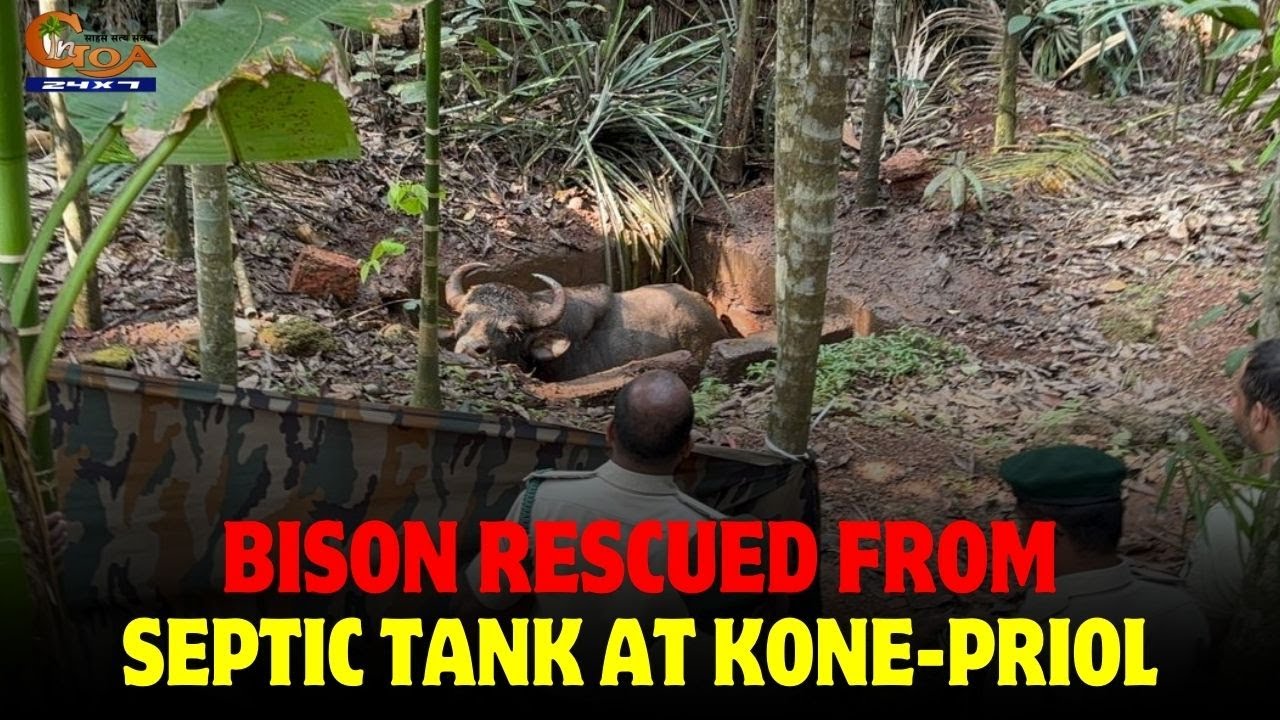 A bison that fell into a septic tank at Kone-Priol was safely rescued by forest officials