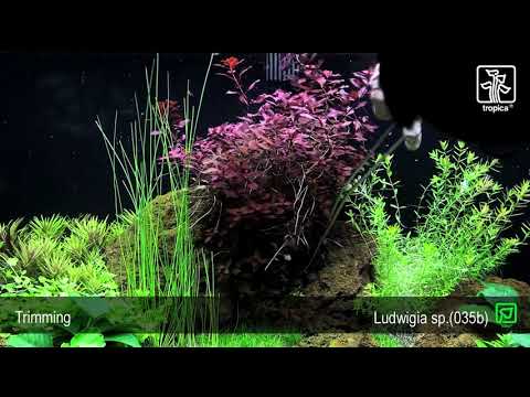 Video Cây thủy sinh Tân Đế Tài Hồng từ lá cạn sang lá nước - youtube