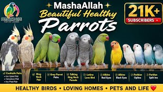 LOVELY PARROTS | Cocatails Pairs | Parrots |Indian Ring Neck Talking | GreyParrot pair 