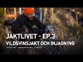 Jaktlivet│Ep.3│Vildsvinsjakt och injagning