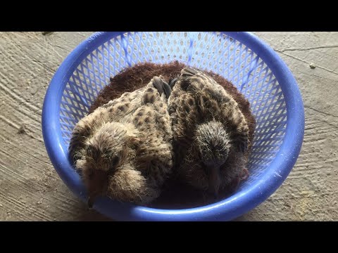 Video Cách Làm Tổ Cu Gáy Đẹp Mắt Nhất ||Cu Gáy Nghệ An - youtube