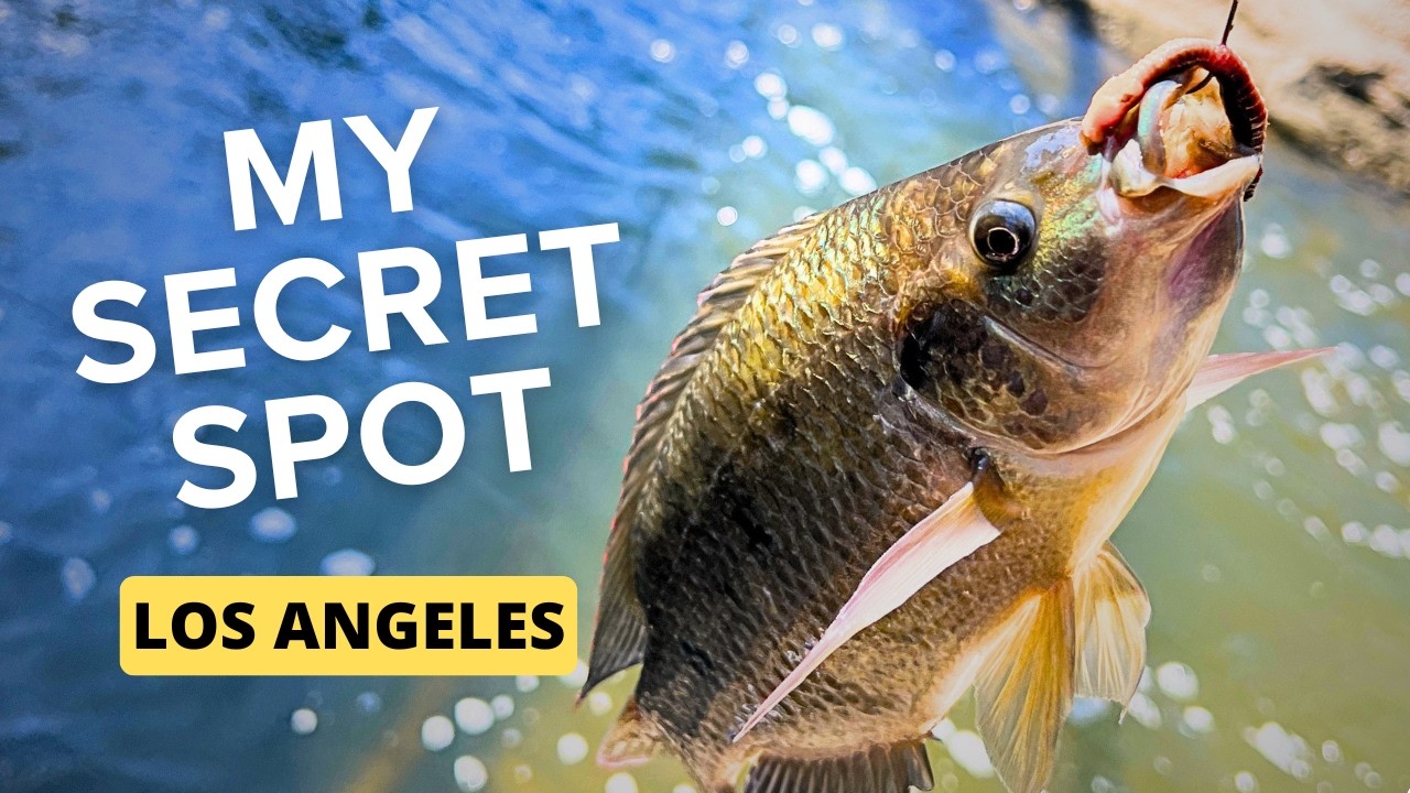 Complete Guide to Fishing at Lake Balboa – LA Fishing Spot