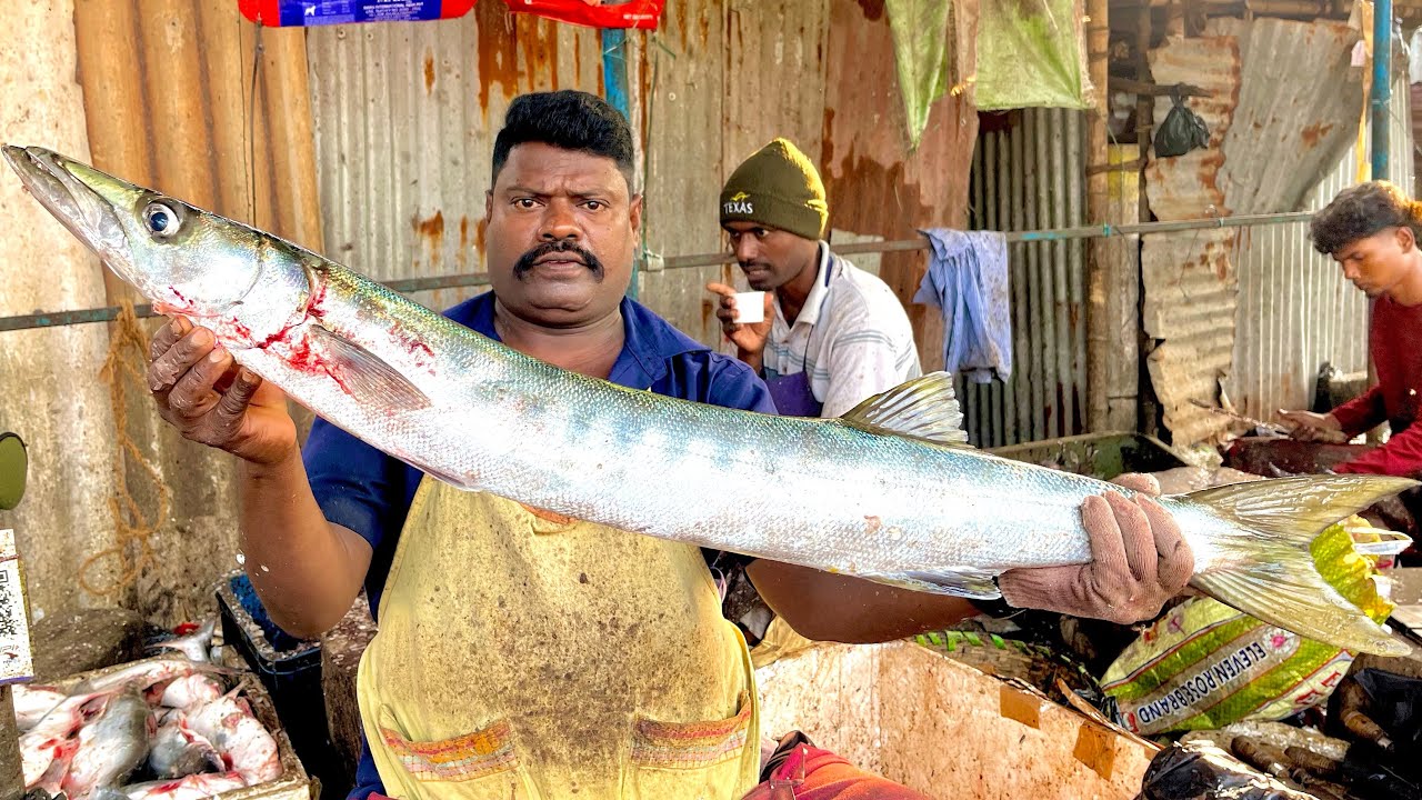 KASIMEDU SPEEDSELVAM БОЛЬШОЙ РАЗМЕР БАРРАКУДА, ВИДЕО НАРЕЗКИ РЫБЫ БАРРАКУДА 