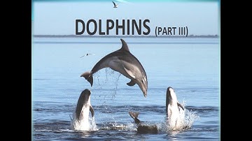 English Reader  for std 3 ( DAV Gumla)