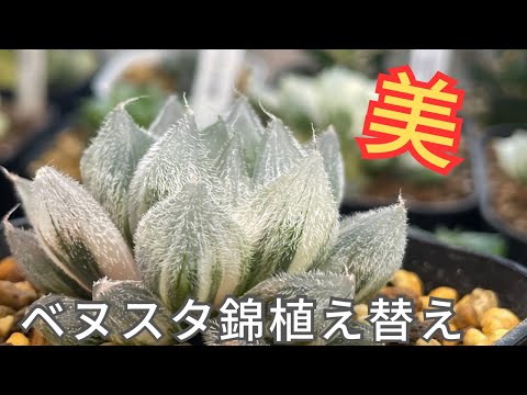 ハオルチア]ベヌスタ錦の用土が崩れてきたので植え替えます - YouTube