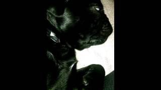 Our Black Pug Puppy Sleeping Making Cute Sounds by weliveinspired 2,115 views 8 years ago 1 minute, 36 seconds