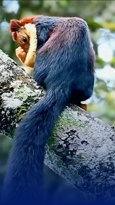 The Most Colorful Squirrel on Earth! 🐿️