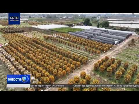 Выращивание мандаринов помогло развитию деревни в провинции Гуандун