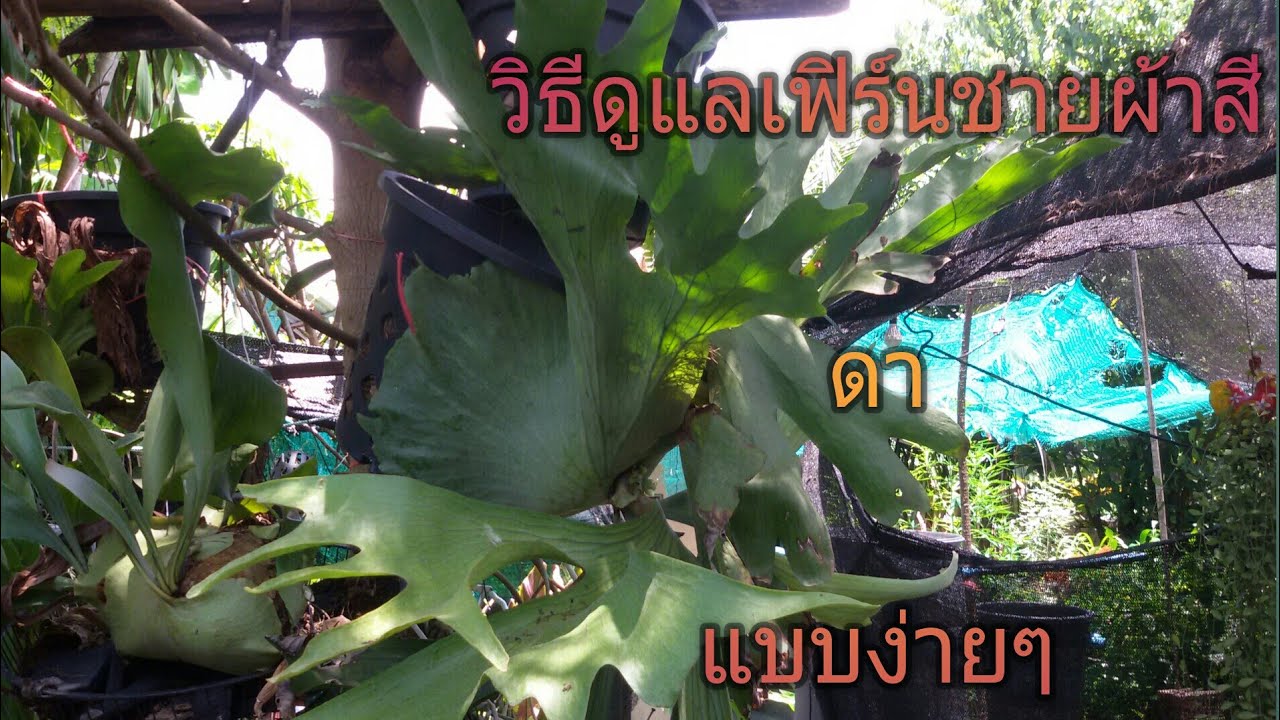 เฟิร์นชายผ้าสีดาหูช้างดูแลเเบบบ้านๆก็งามได้