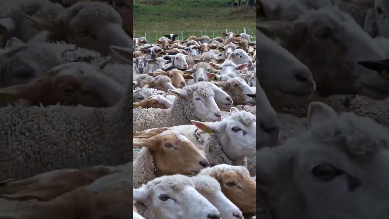 sheep sound #som das ovelhas.@mendes1377