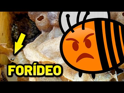 Vídeo: O que é fornecido à larva pela abelha?