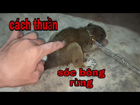 Video: Cách Thuần Hóa Sóc