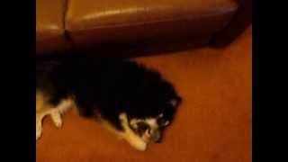 Kimi and his bone at Dogs to Stay by Simon Brown 36 views 10 years ago 1 minute