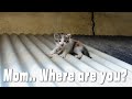 I Used a Translator On a Talkative Kitten (RESCUE ABANDONED KITTEN)