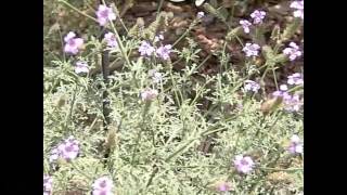 White Butterflies in Slow Motion V12453