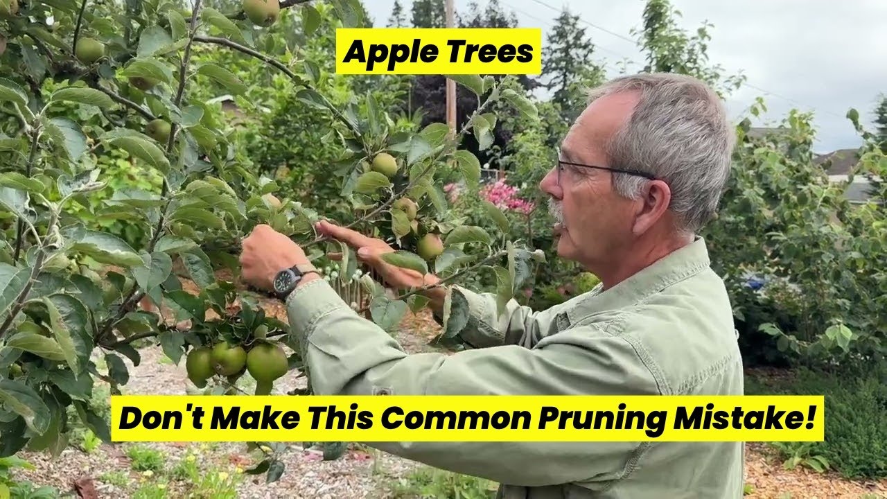 Don't Make These Apple Tree Pruning Mistakes YouTube