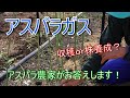 【アスパラガス】【家庭菜園】【初心者】細いアスパラ 収穫してもいいの?株養成の実際 2021/4