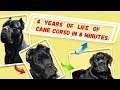 Четыре года жизни моей собаки Кане Корсо за 8 минут.#canecorso