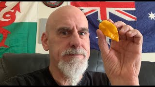 A Fatalii Yellow X Brain Strain grown by Abercrombie Hot Peppers! I need your opinion fam!