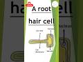 Root hair cell