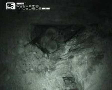 Miniottero di Schreiber (Miniopterus schreibersii)