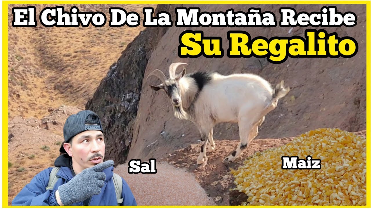 El Chivo De La Montaña Le Traemos Un Regalito