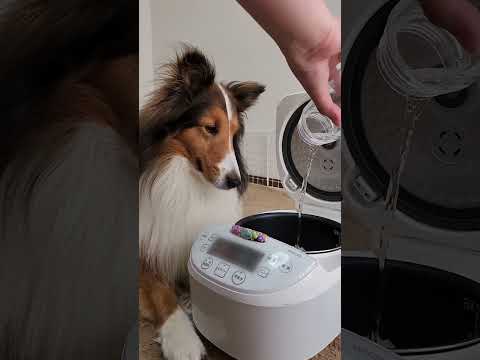 【右・左どっち？】 今日のごはんはコレ！愛犬がボタンで選んだ炊飯器レシピ【炊飯器クッキング】 #shorts #犬