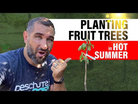 Video: Fruitbomen planten bij hun zomerhuisje