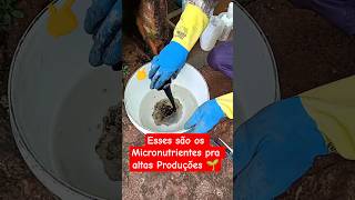 Micronutrientes Essenciais: O Guia para Colher Mais MARACUJÁ 💎#maracuja #produtividade #agricultura