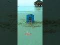 🧠 Hermit Crab IQ Test – They Escaped?! 🐚 Beach Viral Challenge