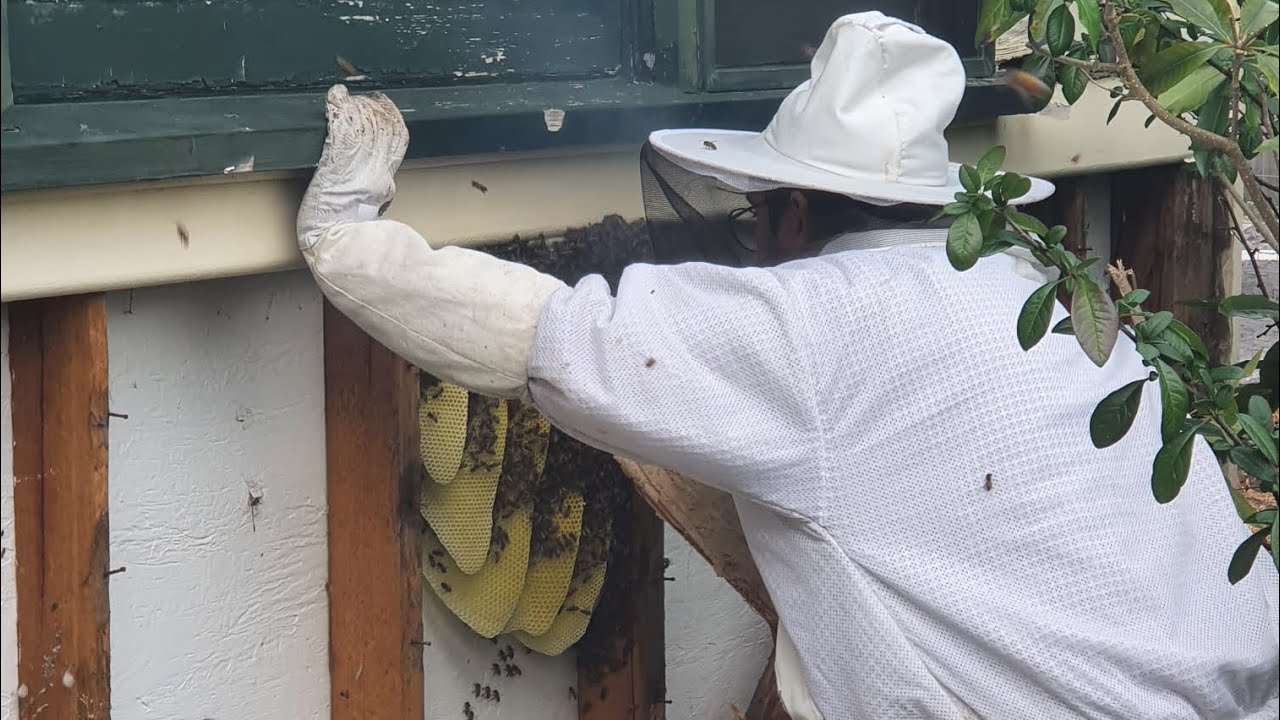 We Removed His Honeybees, But Found Something Worse 🐝