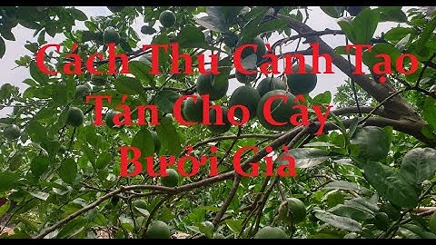 Cách Thu Cành Tạo Tán Cho Cây Bưởi Già  | Kết Nối Nhà Nông | 0981141999