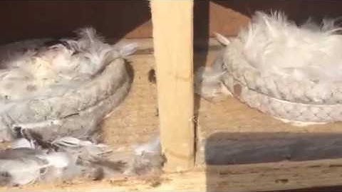 Gable end swift boxes 2020