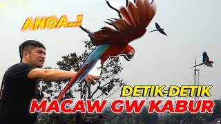 PERTAMA KALI DILEPAS, ANOA MACAW GW NYANGKUT DI POHON..!