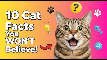 10 Strange Cat Behaviors Explained 😸 | Why Your Cat Acts This Way!