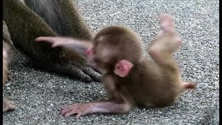 Baby monkey to be scared to be pushed away by hand
