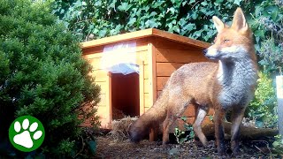 Clever Mama Fox Occupies Dog Kennel by We Love Animals 299,784 views 7 days ago 2 minutes, 2 seconds