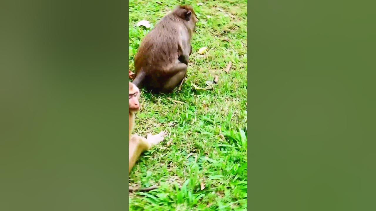 How pet monkeys mate. পোষা বানর যেভাবে মিলন করে YouTube