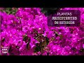 Plantas resistentes de exterior